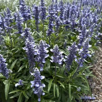 Salvia farinacea 'Light Candle' 