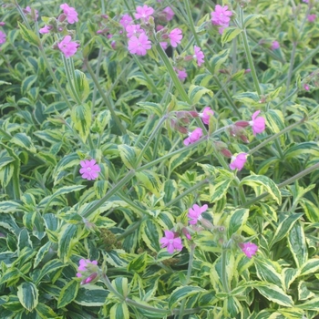 Silene dioica 'Clifford Moor' 