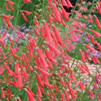 Penstemon barbatus coccineus 'Fireworks' 