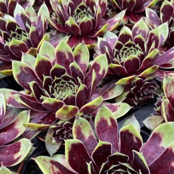 Sempervivum 'Killer' 