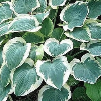 Hosta 'Orion's Belt' 