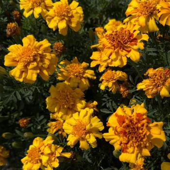 Tagetes patula 'Safari Bolero' 