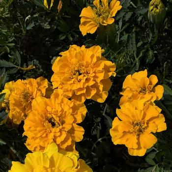 Tagetes patula 'Safari Gold' 