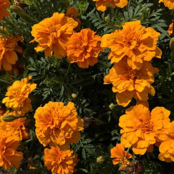 Tagetes patula 'Safari Tangerine' 