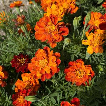 Tagetes patula 'Safari Red' 