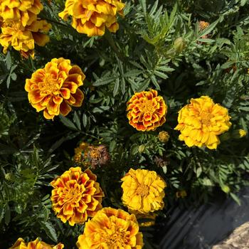 Tagetes patula 'Safari Yellow Fire' 