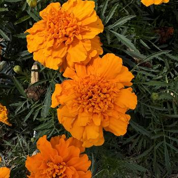 Tagetes patula