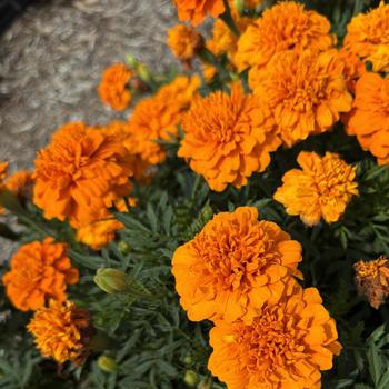 Tagetes patula