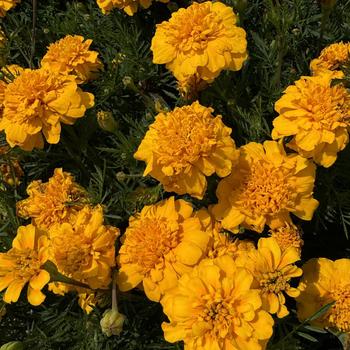 Tagetes patula