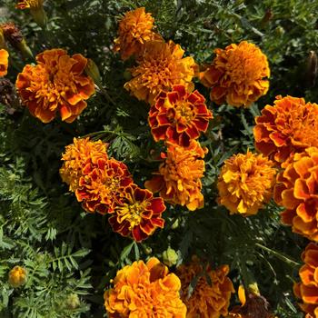 Tagetes patula