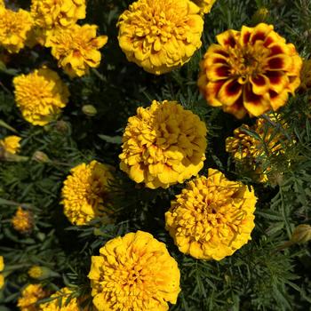 Tagetes patula