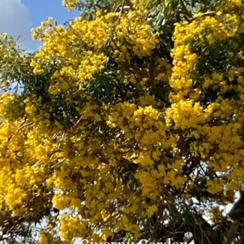 Tabebuia caraiba