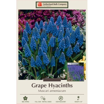 Muscari armeniacum