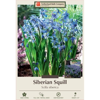 Scilla hyacinthoides