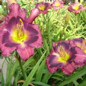 Hemerocallis 'Kansas Kitten' 