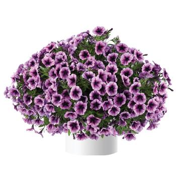 Petunia 'Purple Ice' 