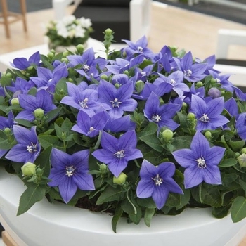 Platycodon grandiflorus 'Astra Blue' 