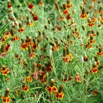 Ratibida columnifera 'Red Midget' 