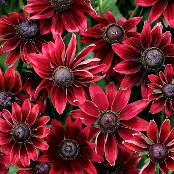 Rudbeckia hirta 'Cherry Brandy' 