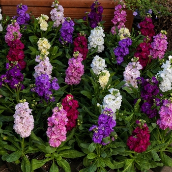 Matthiola incana 'Mime Mix' 