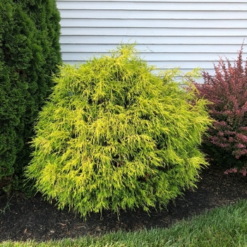 Chamaecyparis pisifera filifera 'King's gold' 