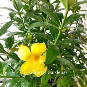 Allamanda cathartica 'Compacta' 