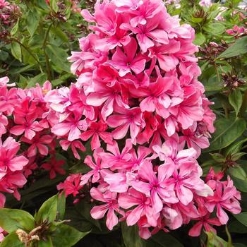 Phlox paniculata 'Cleopatra' 