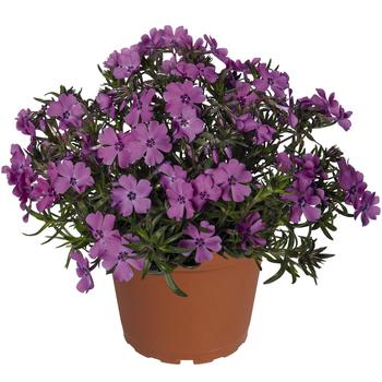 Phlox subulata 'Spring Purple' 