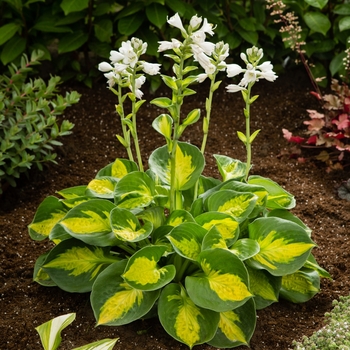 Hosta 'Sunset Grooves' 