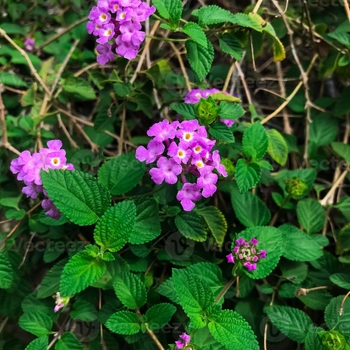 Lantana montevidensis 'MONPur' 