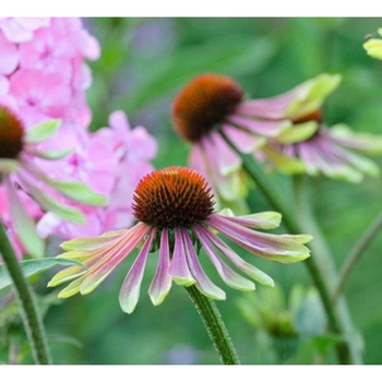 Echinacea purpurea 'Green Envy' 