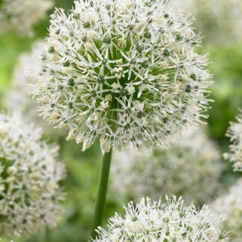 Allium 'Mount Everest' 