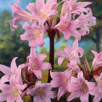 Amaryllis belladonna