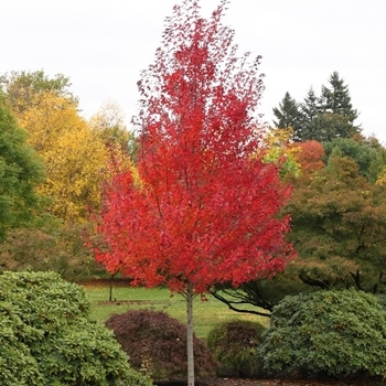 Acer rubrum 'Frank Jr' PP16769