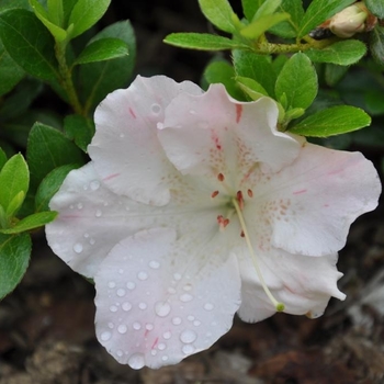 Rhododendron Robin Hill hybrid 'Sir Robert' 