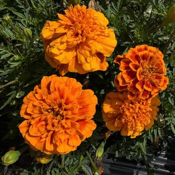 Tagetes patula 'Harmony' 