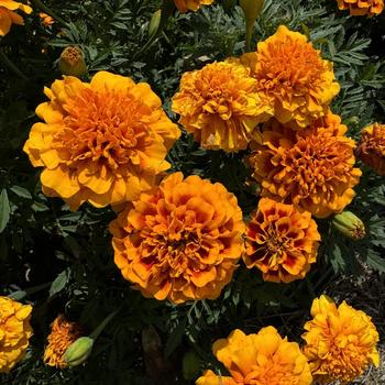 Tagetes patula