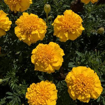 Tagetes patula