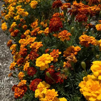 Tagetes patula