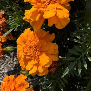 Tagetes patula Durango® Orange