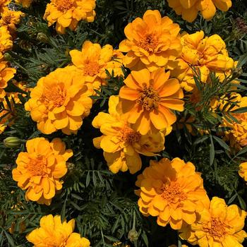 Tagetes patula