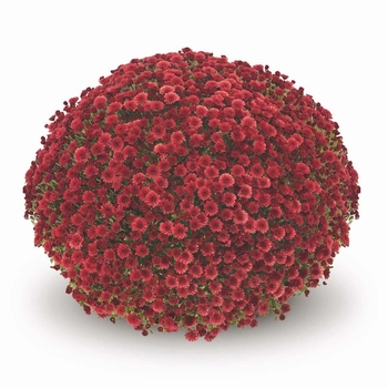 Chrysanthemum x morifolium 'Staviski Red' 