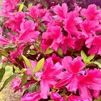 Rhododendron Southern Indica Hybrid 'Pink Formosa' 