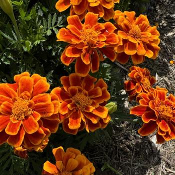 Tagetes patula Durango® '' (274090)