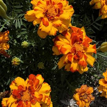 Tagetes patula Durango® '' (274091)