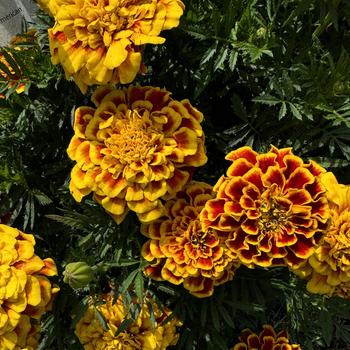 Tagetes patula Durango® '' (274092)