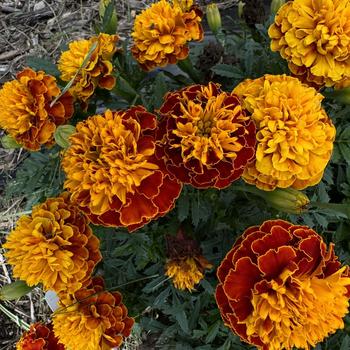 Tagetes patula 'Spry' 