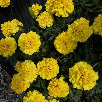 Tagetes patula Hot Pak™ '' (274094)