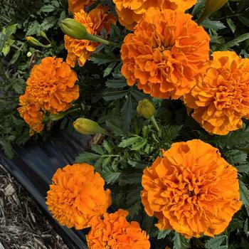 Tagetes patula Hot Pak™ 'Orange' (274095)