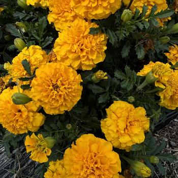 Tagetes patula Hot Pak™ 'Gold' (274096)